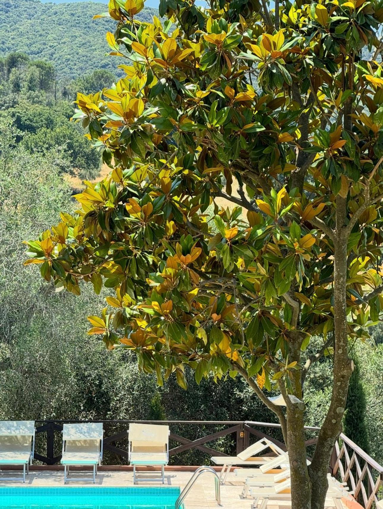 Madonna Del Poggio Cav Aparthotel Scarlino Exteriör bild